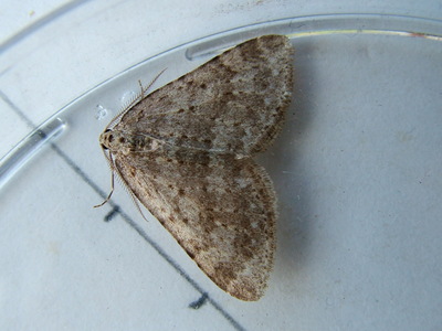 Mottled Grey